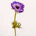 Цветок иск. Анемон (сиреневый) 43см, норма - фото 1 - миниатюра