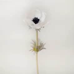 Цветы искусственные Цветок иск. Анемон (белый) 43см - изображение 1