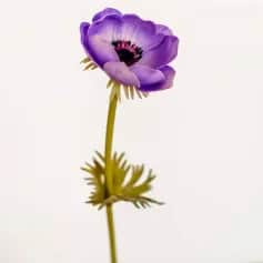 Цветы искусственные Цветок иск. Анемон (сиреневый) 43см - изображение 1