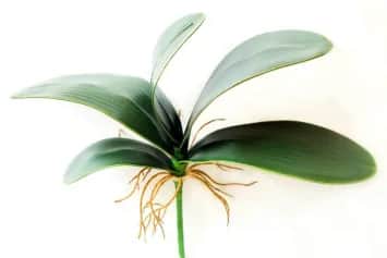 Цветы искусственные Листья орхидеи (5 листов) (зеленый) 26см - изображение 1